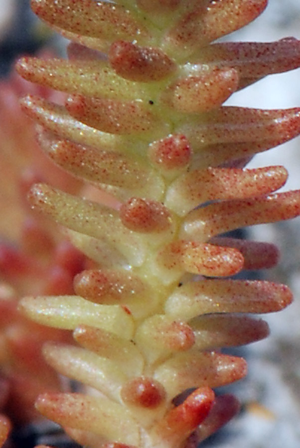 Sedum sexangulare / Borracina insipida